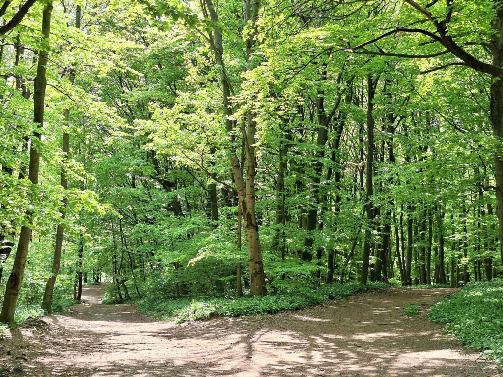 wald mit grünen blättern